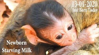 MILLION PITY NEWBORN STARVING MILK TRY TO BITE HER ARM INSTEAD MILK MOM | WHO KNOW FEEL'S NEWBORN ?