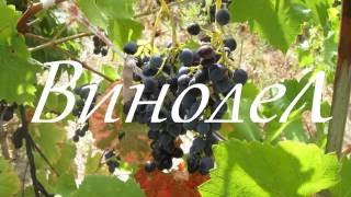 Как выжать сок из винограда для домашнего вина.