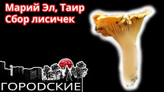 ?Сбор лисичек в Марий Эл. Собираю лисички в Марийской Республике, Таир, 2019. Рейс в Йошкар-Олу.