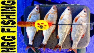 20 кг ПЛОТВЫ ушло по назначению!!! | БЕЗМОТЫЛКА против ГРУЗОВКИ