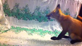 RAY THE FOX: A TASTY PEACH