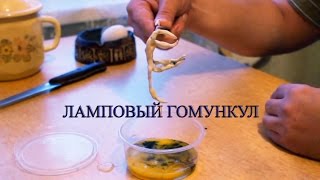 Я ЛАМПОВЫЙ ГОМУНКУЛ