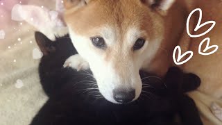 強引に毛づくろいされながらも余裕で寝れるニャンコ Dog licking Cat