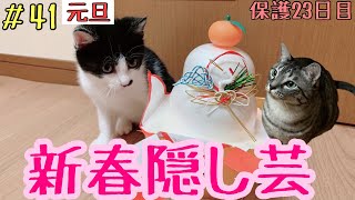 子猫とベテラン猫 驚き新春隠し芸 これを観れば今年はいい年になります