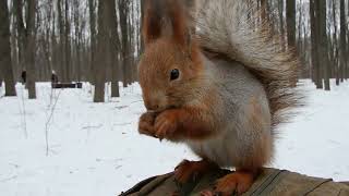 Ушастик проголодался / Ushastik is hungry