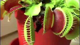 Plantas carnivoras Venus atrapamoscas