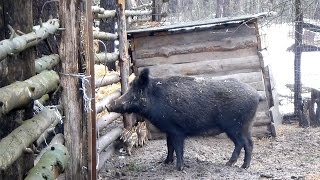 Особенности поведения диких кабанов