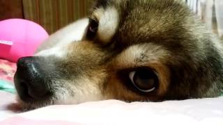 犬動画 もこみちの寝顔 きょうのわんわん