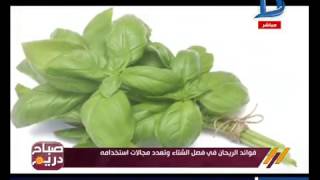 صباح دريم | فوائد الريحان في فصل الشتاء وتعدد مجالات استخدامه