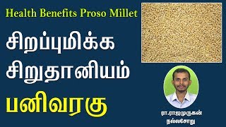 சிறப்புமிக்க சிறுதானியம் பனிவரகு | Health benefits of Proso Millet (Pani Varagu)
