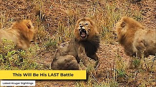 Final Battle of the Lion King in Kruger National Park