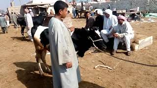 سعر عجل بقري في سوق المواشي بأبو المطامير 11/10/2019
