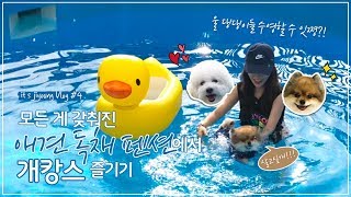 [여행vlog] 강아지 애견 독채펜션 수영장 브이로그 여기잇쩡