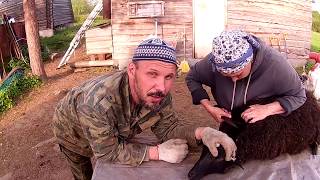 Стрижка овец \\ В деревню!