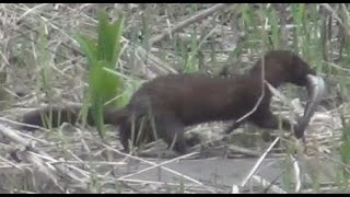 Зверек Норка ловит рыбу хариус. Рыбалка, охота, тайга, грибы, сибирь