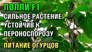 ОГУРЕЦ ПОЛЛИ F1 - СИЛЬНОЕ РАСТЕНИЕ УСТОЙЧИВ К ПЕРОНОСПОРОЗУ, ПИТАНИЕ ОГУРЦОВ В ТЕПЛИЦЕ (04-03-2019)