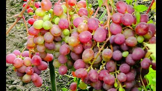 Козыри сибирского виноградарства