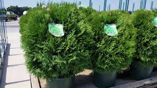 Thuja Little Giant (Globe Arborvitae)