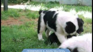 alabai dog puppie 2