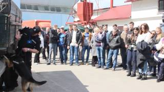 У Тернополі змагання кінологічних команд