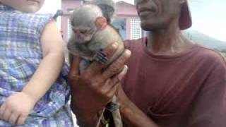 St Kitts Monkeys - Green Vervet Monkeys in St Kitts