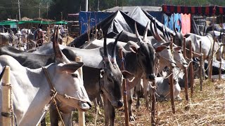 Chikka Totlukere farmers with hallikar bullocks