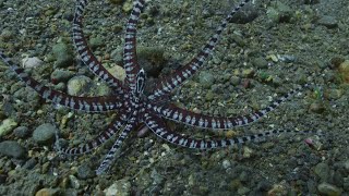 Incredible morphing octopus