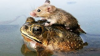 7 НЕВЕРОЯТНЫХ СЛУЧАЕВ, КОГДА ЖИВОТНЫЕ СПАСАЮТ ДРУГ ДРУГА.