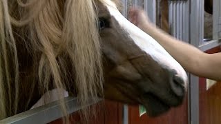 В деревне Ермолино прошел традиционный конно спортивный праздник