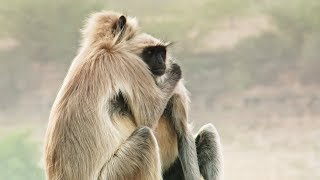 Best Of Wild Animals Caught on Spy Cam | BBC Earth