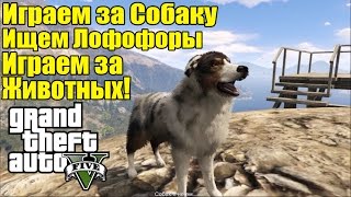 GTA 5 - Играем опять за СОБАКУ [Играем за Животных и Ищем Лофофоры]