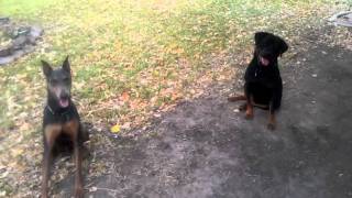 Doberman Pinscher and Rottweiler playing fetch