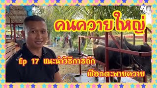 คนควายใหญ่ Ep 17 แนะนำวิธีการถักเชือกสนตะพายควาย