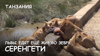 Мир Приключений - Львы едят еще живую зебру. Серенгети. Танзания. Lions attack. Serengeti. Tanzania.