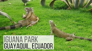 Iguana Park in Guayaquil, Ecuador