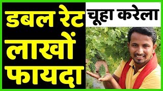 चूहा ने किया मालामाल??Bitter Gourd Farming in India | AgriBusiness Success Story