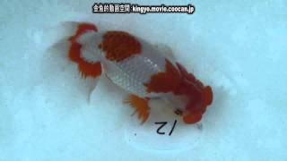[当歳魚 行司一]2010年度 第55回日本らんちゅう協会全国品評大会