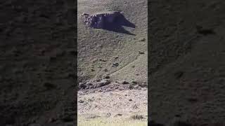 Kangal vs Kurt Çoban kamerasından komik bir video