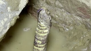 Use Water to force the Venomous Cobra Snake Out of the Cave