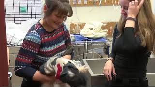 40 dogs available for adoption in Montana after animal cruelty investigation