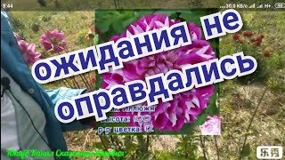 Эти Георгины меня разочаровали. Ожидание/реальность.