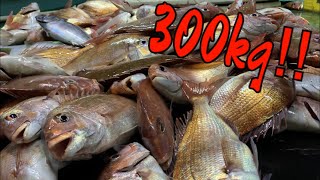 漁師だけに許された究極の漁法で300kgの高級魚が獲れた！