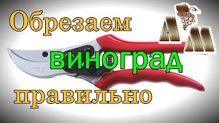 ? Некоторые важные тонкости обрезки винограда. Техника обрезки
