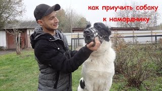 Как приучить собаку к наморднику
