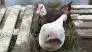 Мускусные утки. Как узнать, что будут нести яйца.