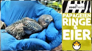 Papageien im LORO PARQUE: Beringung & Eierkontrolle ? | zoos.media