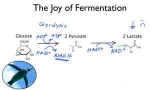 The Joy of Fermentation