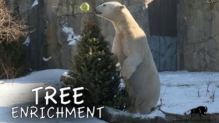 Brookfield Zoo Animals Get Tree Enrichment
