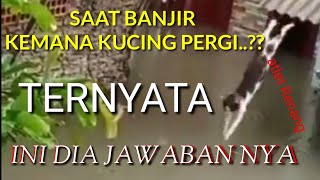 Video viral.. KUCING TAK TAKUT AIR KARENA BANJIR