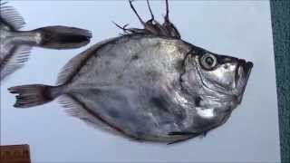 American John Dory Fish Autopsy (Zenopsis ocellata).